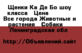 Щенки Ка Де Бо шоу класса › Цена ­ 60 000 - Все города Животные и растения » Собаки   . Ленинградская обл.
